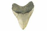 Serrated, Fossil Megalodon Tooth - North Carolina #272800-2